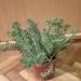 Perene: SEDUM rupestre blue - AKCIJA, slika2